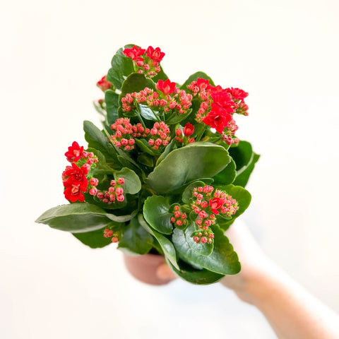 Kalanchoe blossfeldiana - Scarlet Red Flaming Katy - Sprouts of Bristol