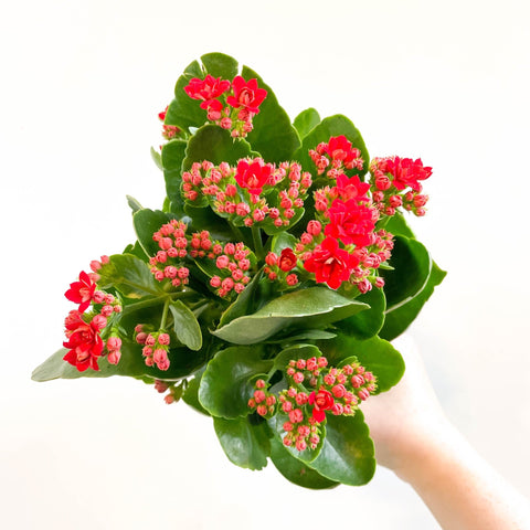 Kalanchoe blossfeldiana - Scarlet Red Flaming Katy - Sprouts of Bristol