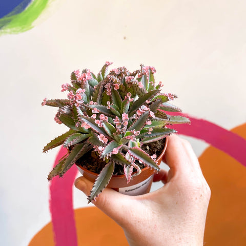 Kalanchoe daigremontiana ‘Pink Butterfly’ - Sprouts of Bristol