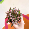 Kalanchoe daigremontiana ‘Pink Butterfly’ - Sprouts of Bristol