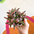 Kalanchoe daigremontiana ‘Pink Butterfly’ - Sprouts of Bristol