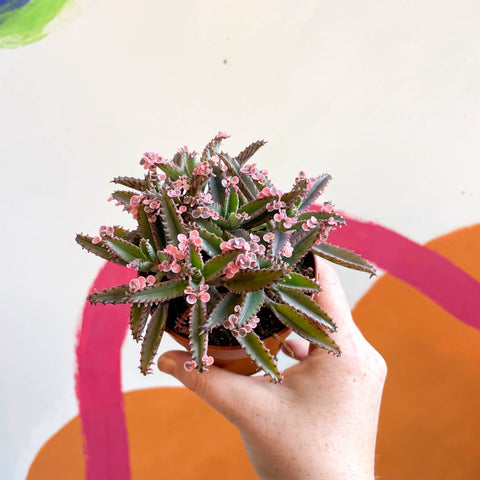 pink butterfly succulent Kalanchoe daigremontiana 'Pink Butterfly' – Sprouts of Bristol