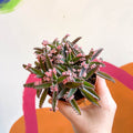 Kalanchoe daigremontiana ‘Pink Butterfly’ - Sprouts of Bristol