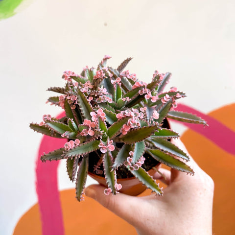 Kalanchoe daigremontiana ‘Pink Butterfly’ - Sprouts of Bristol