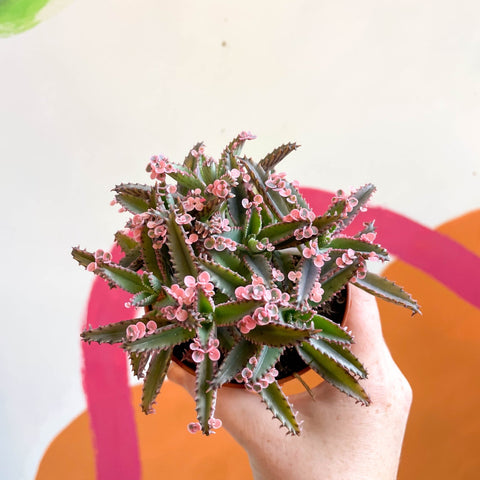 pink butterfly kalanchoe succulent Kalanchoe daigremontiana 'Pink Butterfly' – Sprouts of Bristol