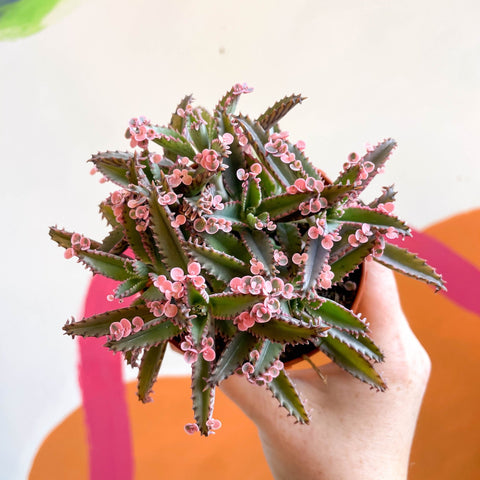 Kalanchoe daigremontiana ‘Pink Butterfly’ - Sprouts of Bristol