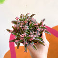 Kalanchoe daigremontiana ‘Pink Butterfly’ - Sprouts of Bristol