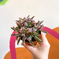 Kalanchoe daigremontiana ‘Pink Butterfly’ - Sprouts of Bristol