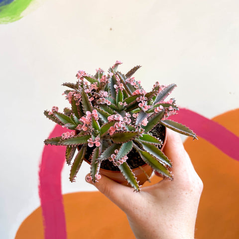 Kalanchoe daigremontiana ‘Pink Butterfly’ - Sprouts of Bristol