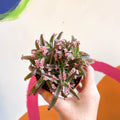 Kalanchoe daigremontiana ‘Pink Butterfly’ - Sprouts of Bristol