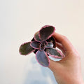 Kalanchoe fedtschenkoi variegata - Variegated Lavender Scallops - Sprouts of Bristol