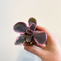 Kalanchoe fedtschenkoi variegata - Variegated Lavender Scallops - Sprouts of Bristol