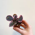 Kalanchoe fedtschenkoi variegata - Variegated Lavender Scallops - Sprouts of Bristol