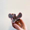 Kalanchoe fedtschenkoi variegata - Variegated Lavender Scallops - Sprouts of Bristol