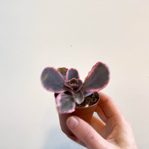 Kalanchoe fedtschenkoi variegata - Variegated Lavender Scallops - Sprouts of Bristol