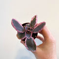 Kalanchoe fedtschenkoi variegata - Variegated Lavender Scallops - Sprouts of Bristol