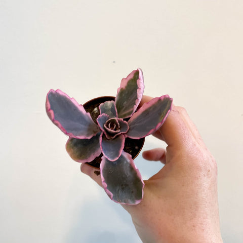 Kalanchoe fedtschenkoi variegata - Variegated Lavender Scallops - Sprouts of Bristol