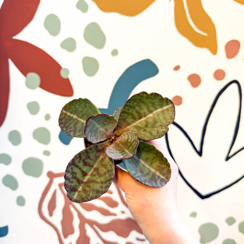 succulent with tiger stripes Suculenta rayada de tigre