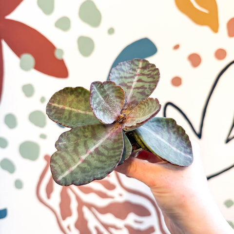 Kalanchoe humilis - Tiger Striped Succulent - Sprouts of Bristol