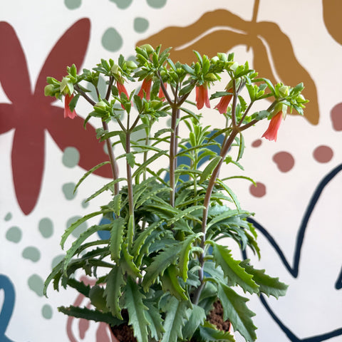 Kalanchoe ‘Lucky Bells’ – Pendant Bellflower Kalanchoe - Sprouts of Bristol