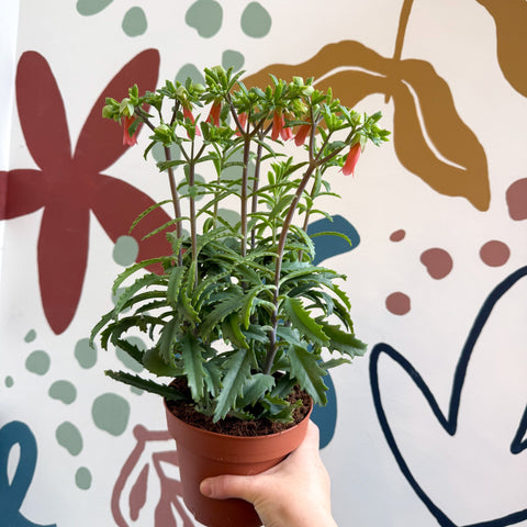 Kalanchoe ‘Lucky Bells’ – Pendant Bellflower Kalanchoe - Sprouts of Bristol