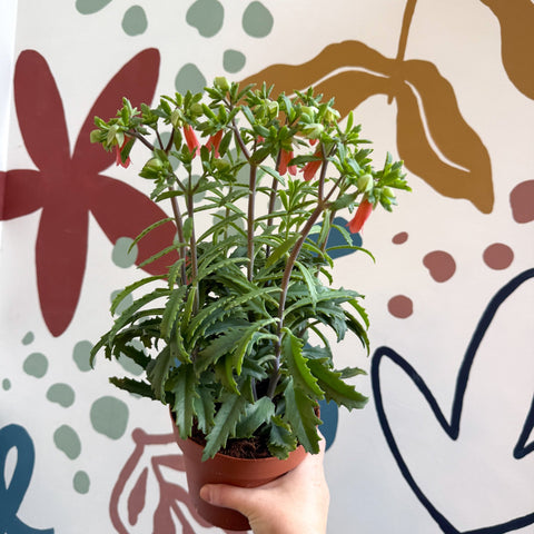 Kalanchoe ‘Lucky Bells’ – Pendant Bellflower Kalanchoe - Sprouts of Bristol