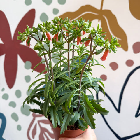 Kalanchoe ‘Lucky Bells’ – Pendant Bellflower Kalanchoe - Sprouts of Bristol