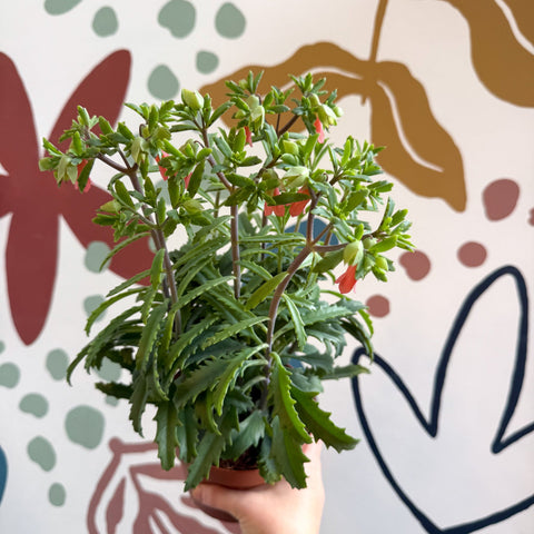 Kalanchoe ‘Lucky Bells’ – Pendant Bellflower Kalanchoe - Sprouts of Bristol