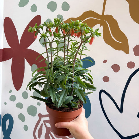 Kalanchoe ‘Lucky Bells’ – Pendant Bellflower Kalanchoe - Sprouts of Bristol