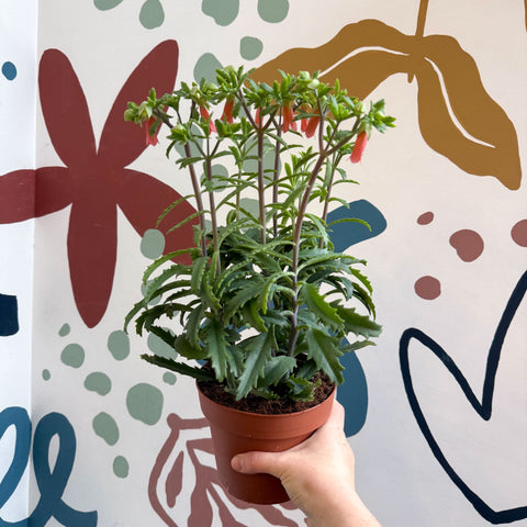 Kalanchoe ‘Lucky Bells’ – Pendant Bellflower Kalanchoe - Sprouts of Bristol