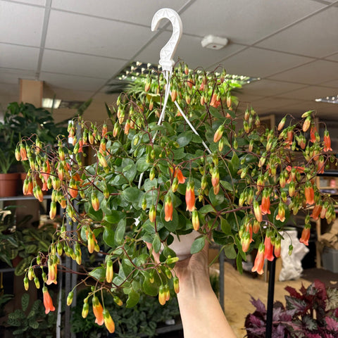 Kalanchoe ‘Mariko’ - Sprouts of Bristol