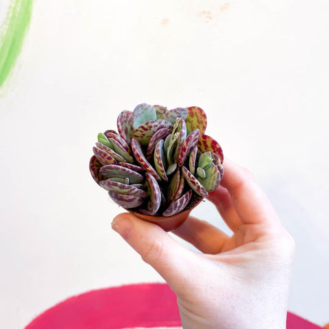 Kalanchoe marmorata - Leopard Penwiper Plant - Sprouts of Bristol