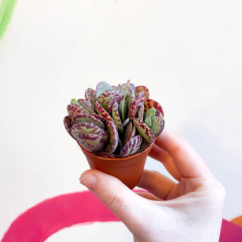 succulent with leopard spots Kalanchoe marmorata