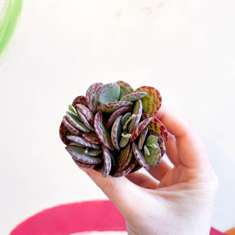 Kalanchoe marmorata - Leopard Penwiper Plant - Sprouts of Bristol
