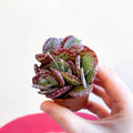 Kalanchoe marmorata - Leopard Penwiper Plant - Sprouts of Bristol