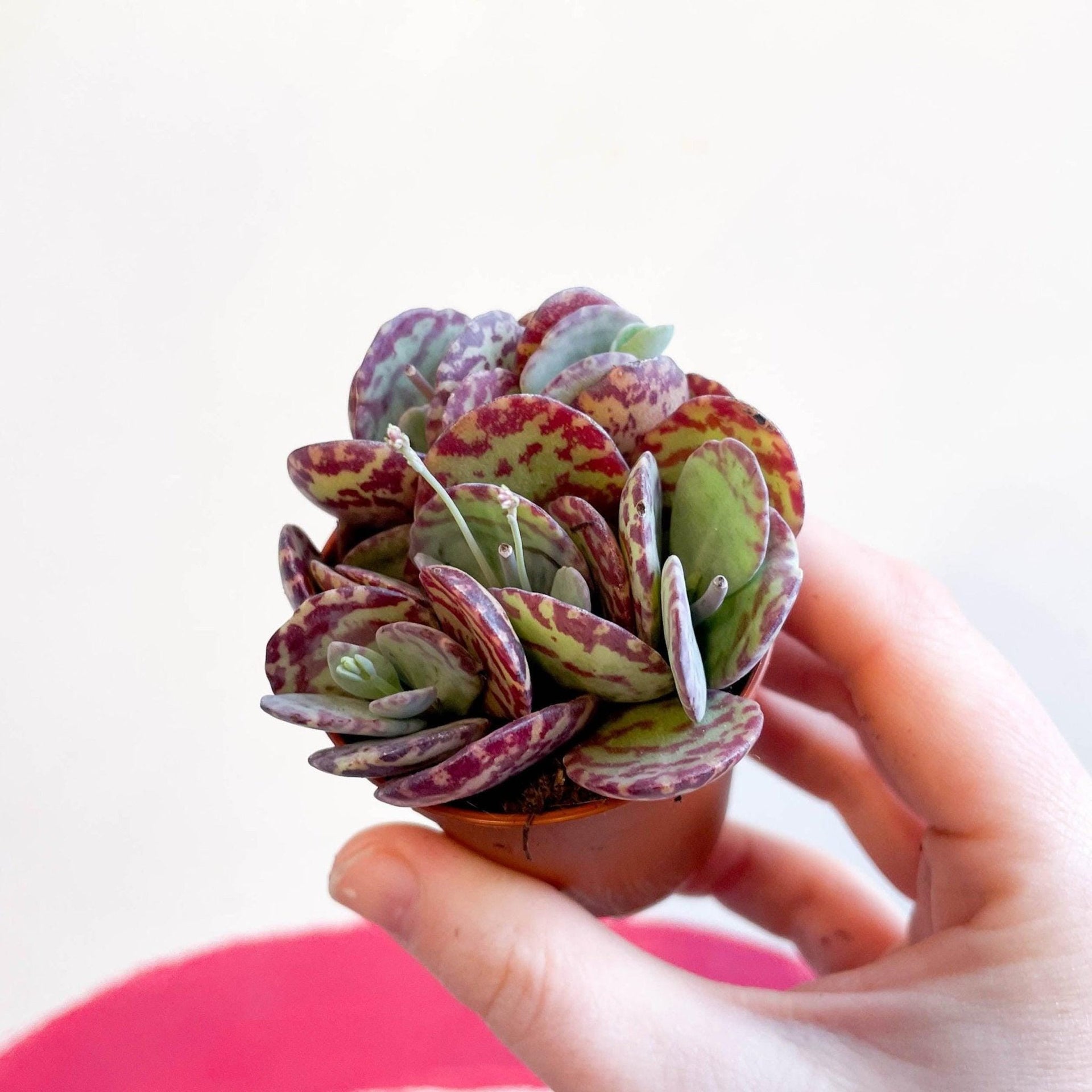 penwiper succulent Kalanchoe marmorata