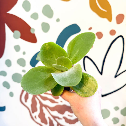 Kalanchoe thyrsiflora - Desert Rose - Sprouts of Bristol