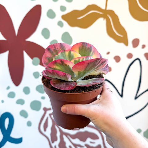 variegated flapjack succulent Kalanchoe thyrsiflora variegata – Variegated Flapjack Plant – Sprouts of Bristol