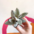 Kalanchoe tomentosa - Sprouts of Bristol