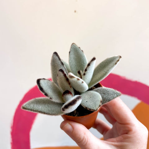 Kalanchoe tomentosa - Sprouts of Bristol