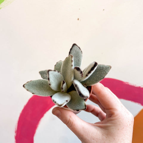 Kalanchoe tomentosa - Sprouts of Bristol