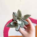 Kalanchoe tomentosa - Sprouts of Bristol