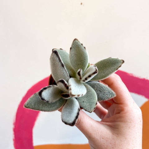 Kalanchoe tomentosa - Sprouts of Bristol