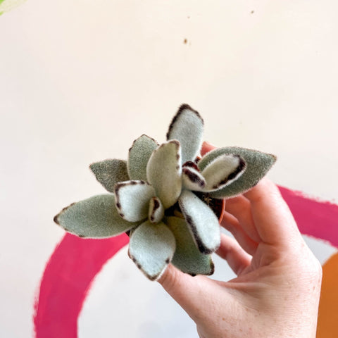 Kalanchoe tomentosa - Sprouts of Bristol