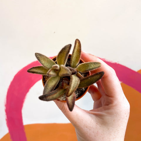 Kalanchoe tomentosa 'Chocolate Soldier' - Sprouts of Bristol