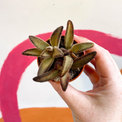 Kalanchoe tomentosa 'Chocolate Soldier' - Sprouts of Bristol