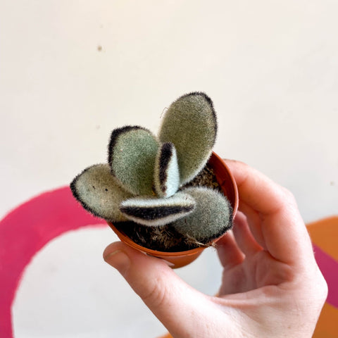 Kalanchoe tomentosa 'Jumbo' - Sprouts of Bristol