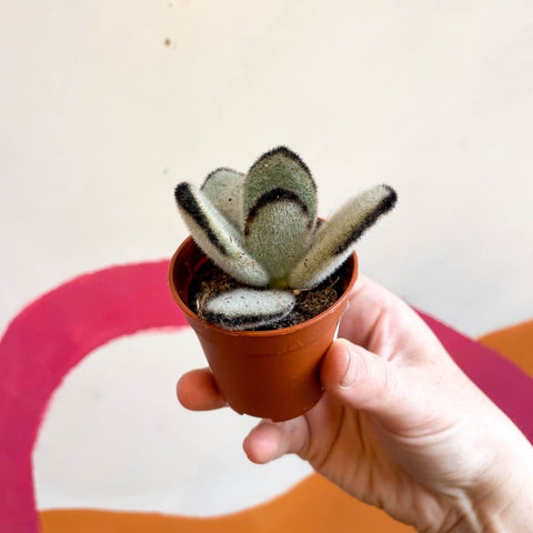 black tie succulent Kalanchoe tomentosa 'Jumbo' – Sprouts of Bristol