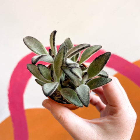 Kalanchoe tomentosa 'Nigra' - Sprouts of Bristol