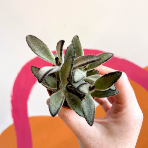 Kalanchoe tomentosa 'Nigra' - Sprouts of Bristol